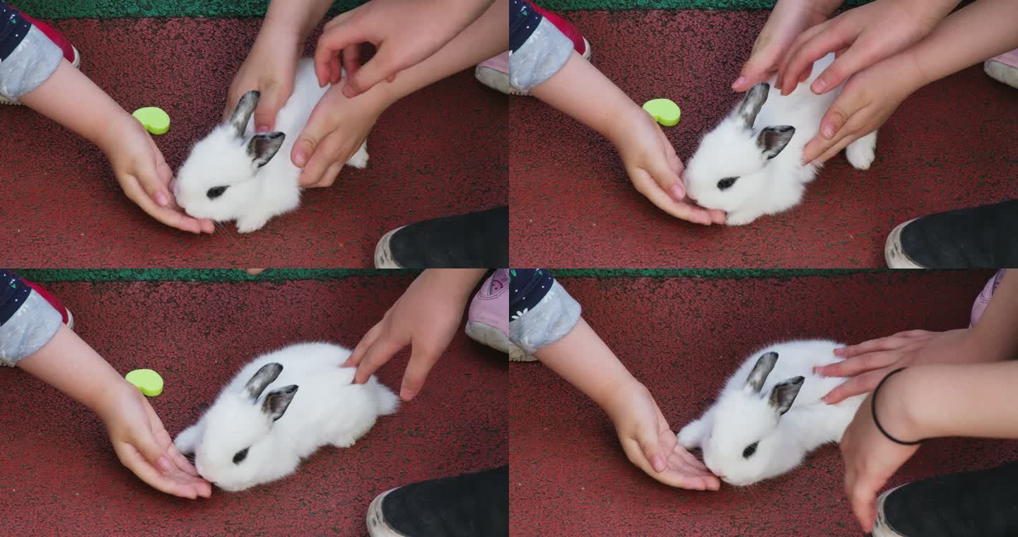小朋友抚摸宠物兔子