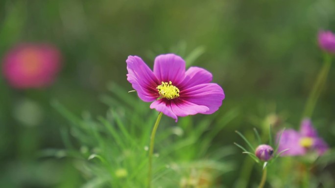 小清新鲜花阳光