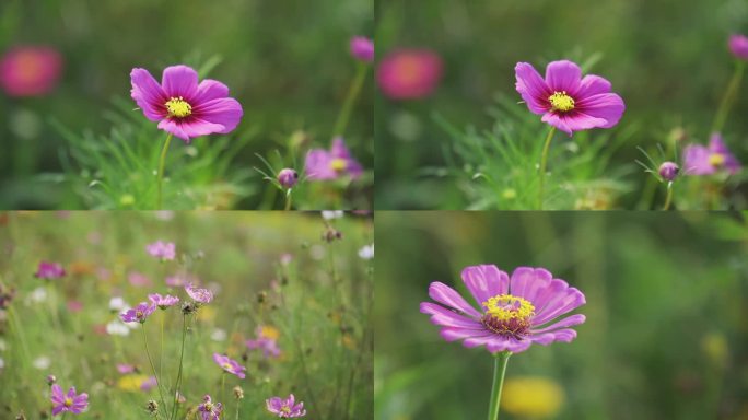 小清新鲜花阳光