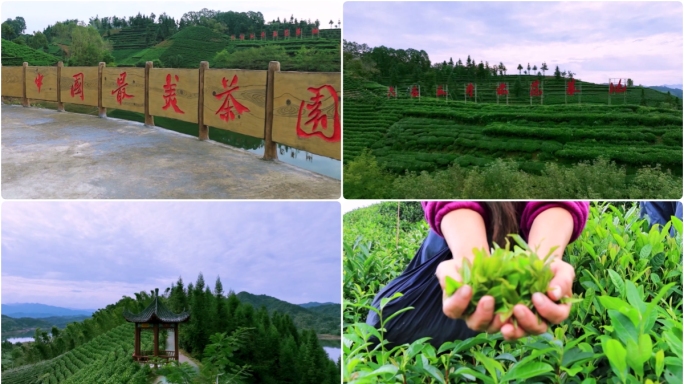 茶山茶谷茶园茶叶茶农采茶