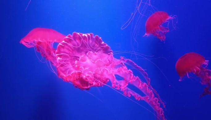 红色海洋水母游动