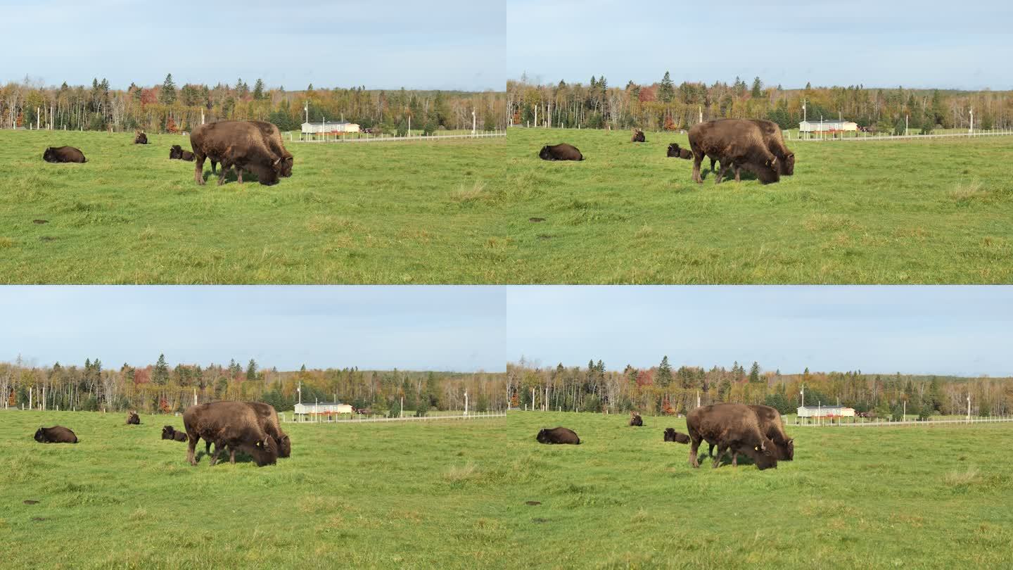 加拿大野牛，水牛吃草