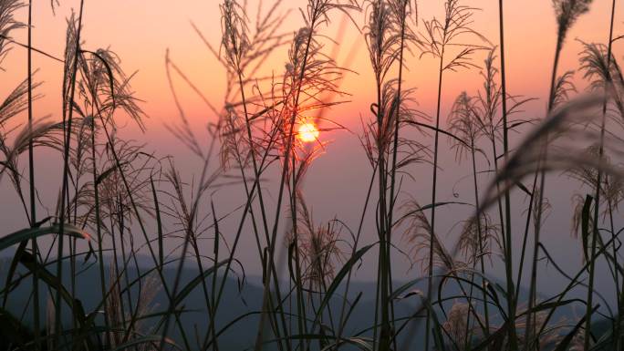 夕阳落日芦苇飘荡