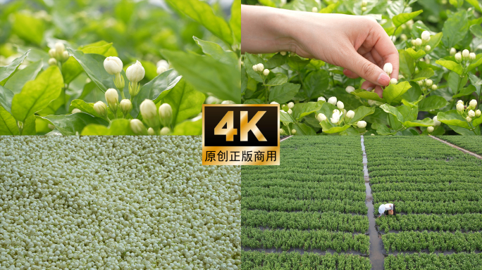 茉莉花采摘茉莉花种植实拍