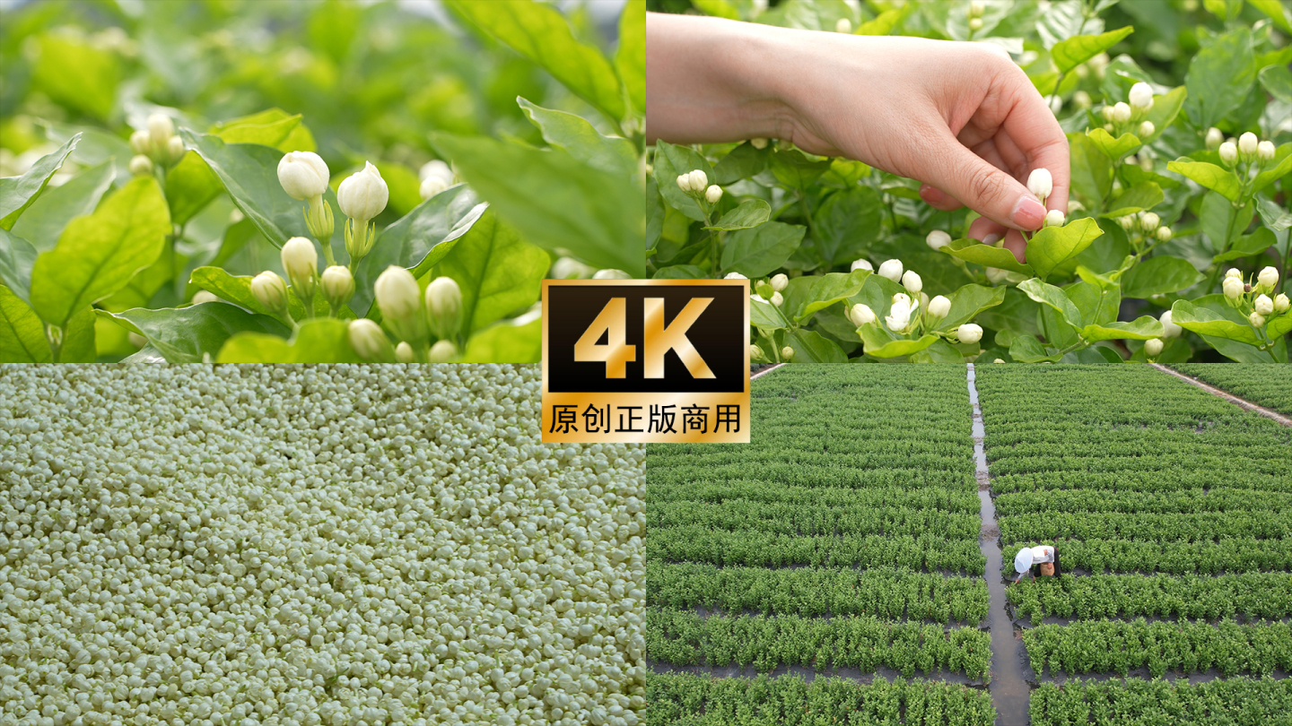 茉莉花采摘茉莉花种植实拍