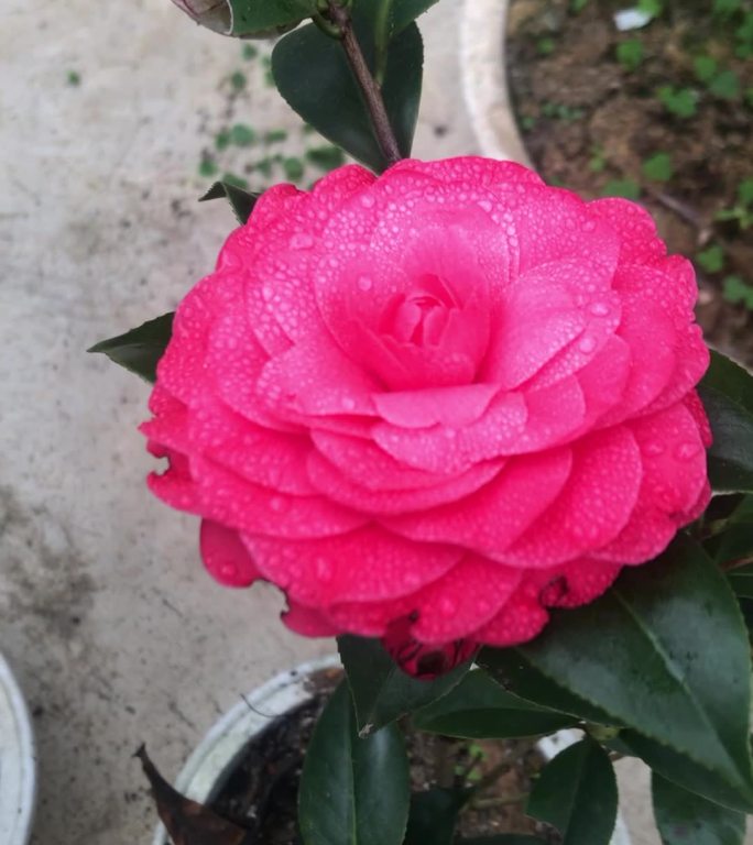 茶花 带雨 雨珠 露珠 露水 雨水