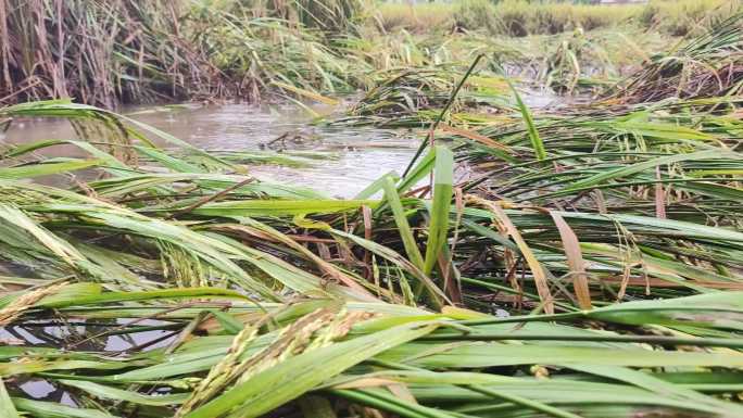 台风过后的稻田洪水灾害洪水淹庄稼青菜地