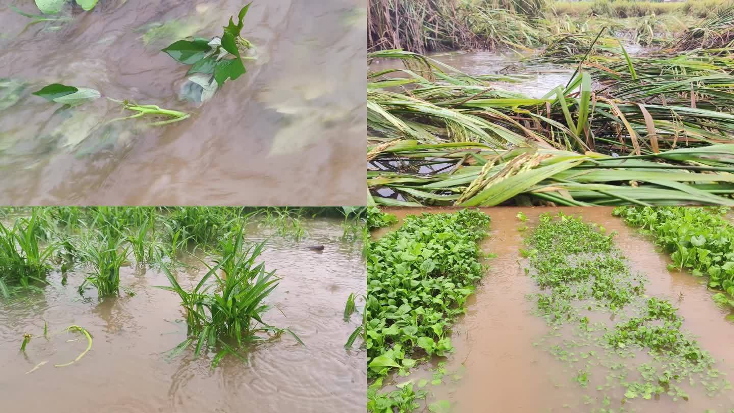 台风过后的稻田洪水灾害洪水淹庄稼青菜地