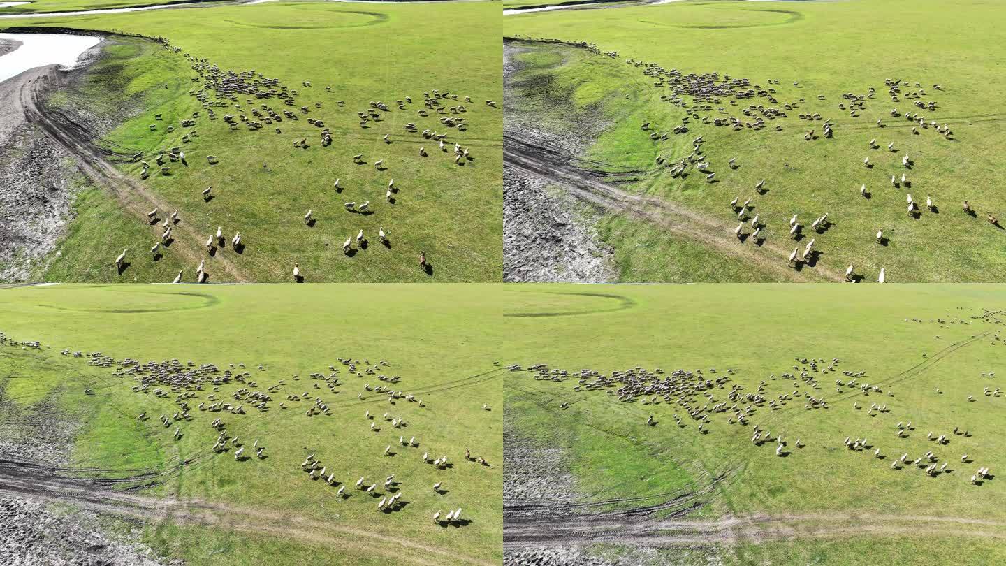 内蒙古呼伦贝尔大草原上正在奔跑的羊群