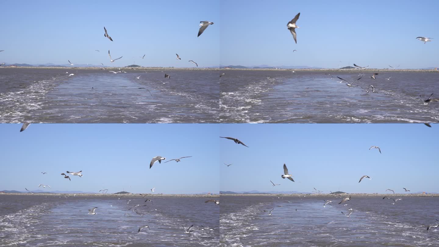 慢镜头飞翔的海鸥