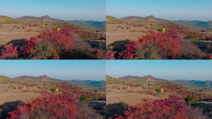 航拍郑州登封中岳嵩山红叶