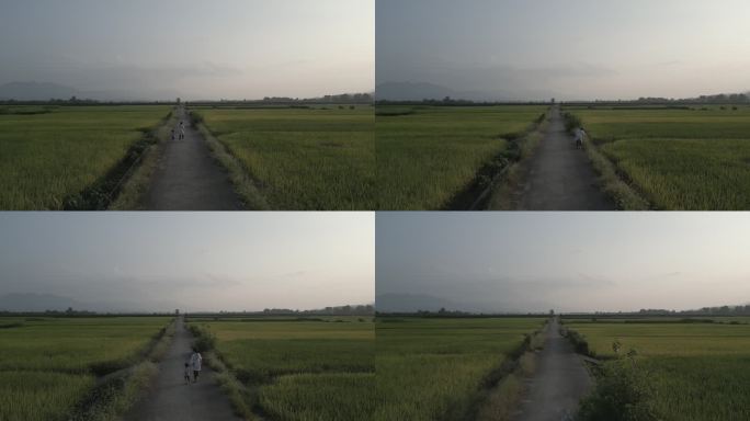 黄昏中母女沿着麦田散步（灰度视频可调色）