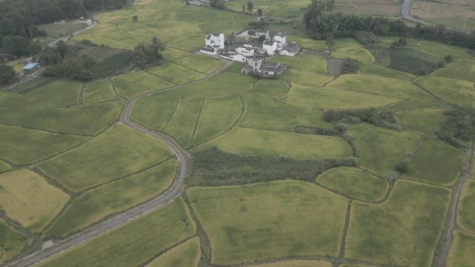 4K鸟瞰飞过田野（灰度视频可调色）