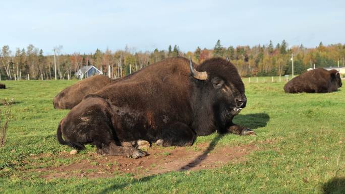加拿大野牛，水牛吃草