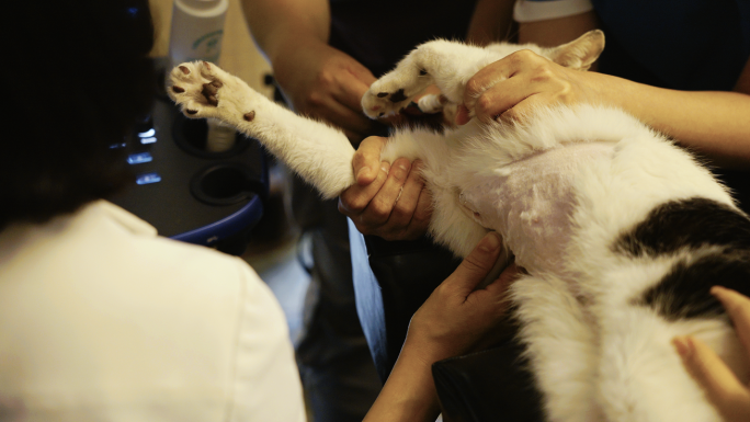 宠物医生给猫做B超检查 宠物体检