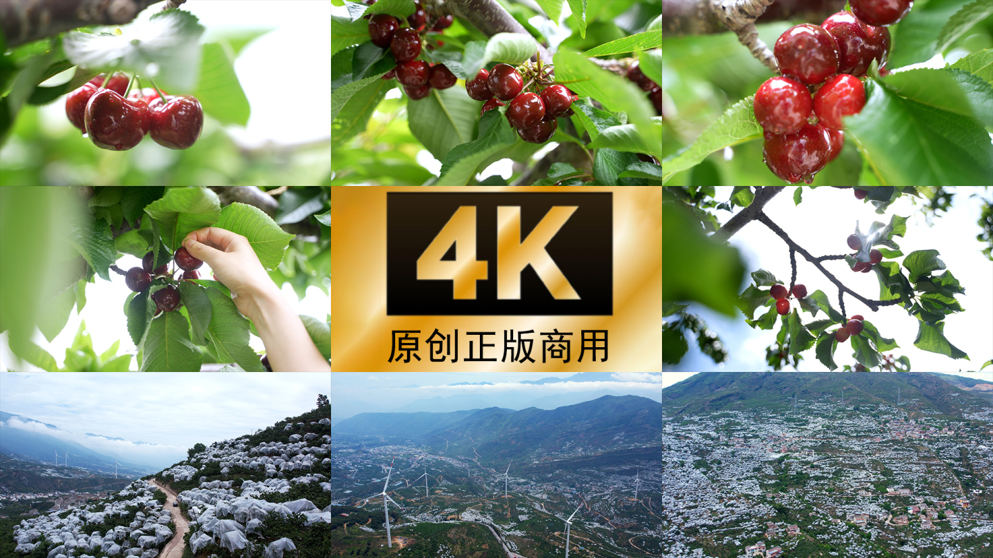 车厘子大樱桃采摘种植实拍4K