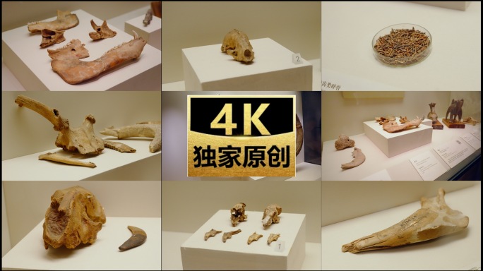 原始社会 骨器 兽骨 动物遗骸 化石