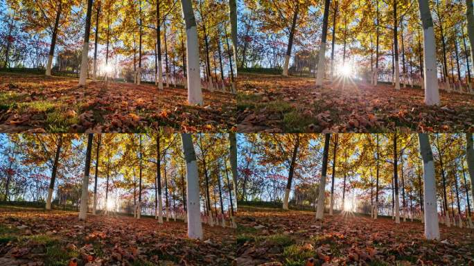 秋天阳光穿过树林光影变化延时