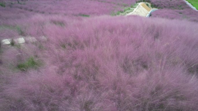 粉黛花开