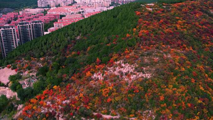 4K济南蝎子山半山红叶