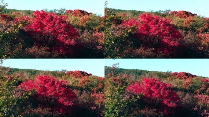 航拍郑州登封中岳嵩山红叶