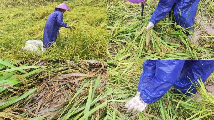 抢收倒伏水稻收割水稻收割台风吹倒稻谷发芽