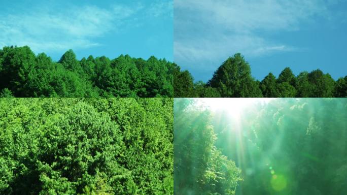森林 天空 阳光树林 森林空镜头