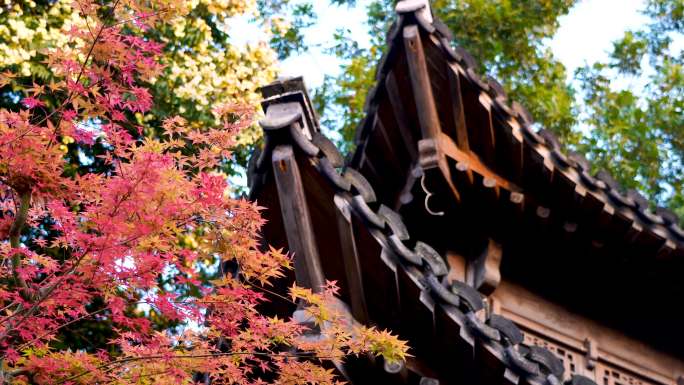 秋天江南园林古风亭台楼阁旁色彩鲜艳的枫叶
