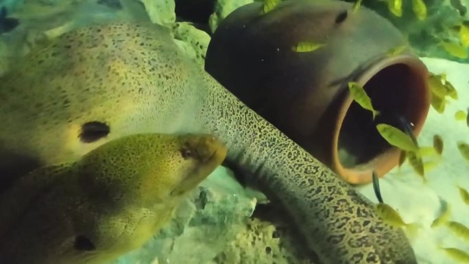 越南芽庄市海洋研究所水族箱底部的巨型斑纹鳗鱼。