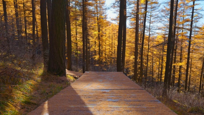 行走在森林的木栈道