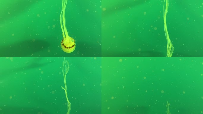 水母在水中自由漫游，五彩斑斓的水母是海底世界。