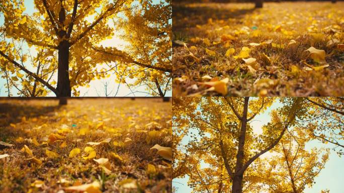 秋天落叶阳光穿过树叶-金色银杏树叶