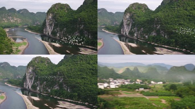 桂林漓江上飞翔的鸟群航拍