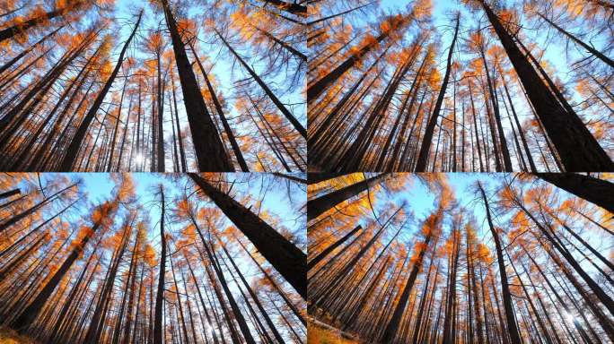 唯美秋天红杉森林针叶林