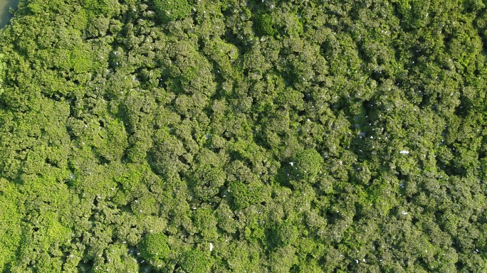 红树林白鹭航拍