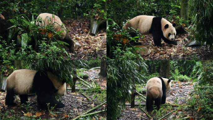 四川都江堰熊猫谷大熊猫