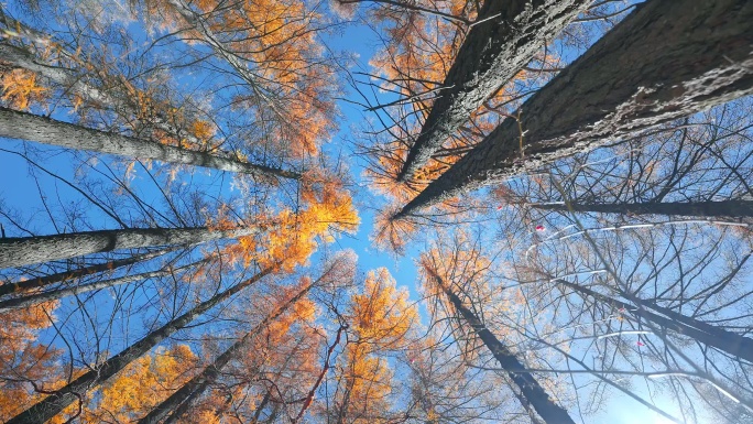 森林仰拍秋天森林树木松林