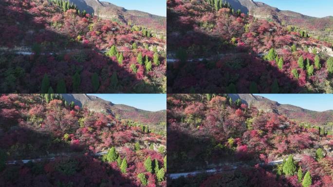 济南彩石劈山红叶