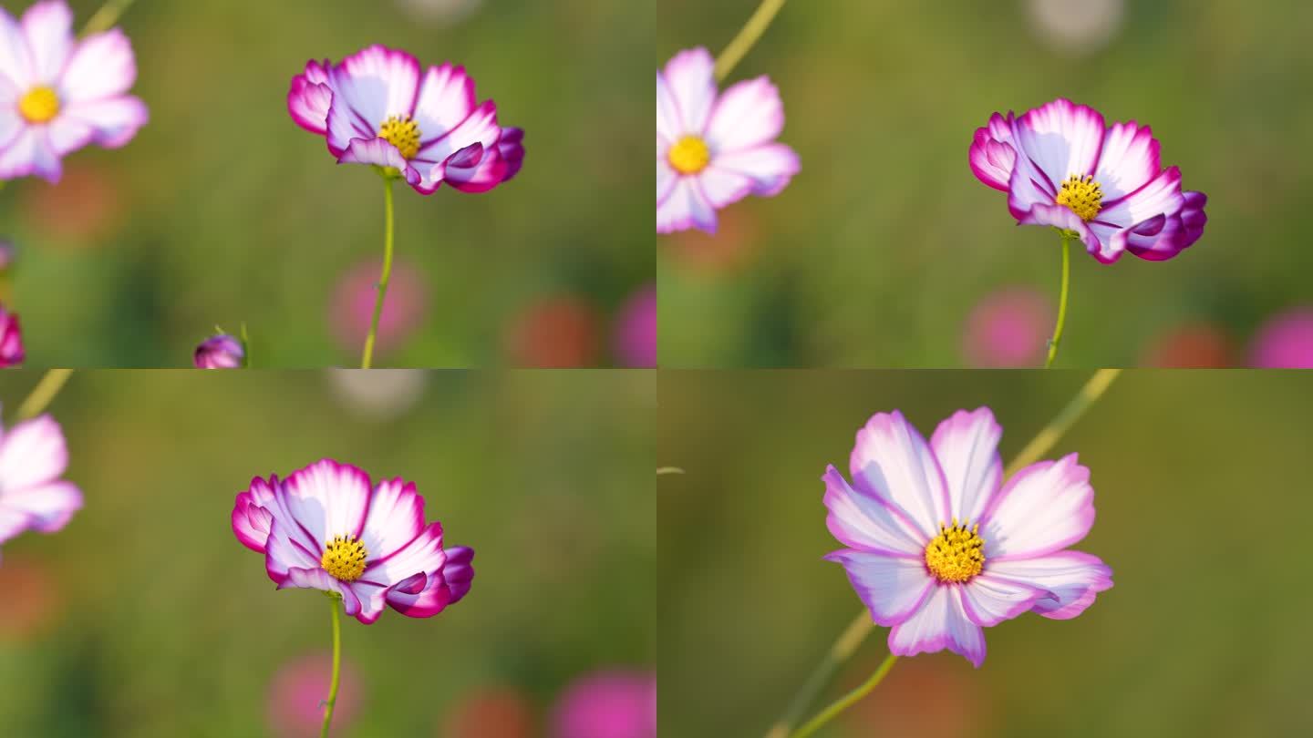 阳光下祖国的花朵