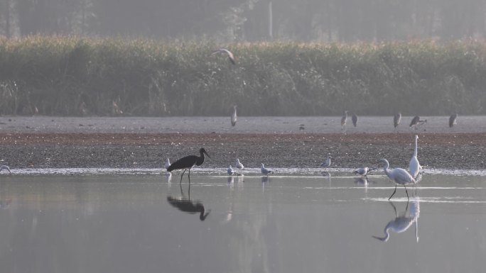 5J4A2411黑颧与白鹭、渔鸥一起觅食