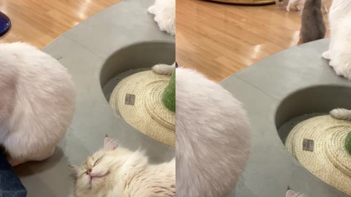 布偶猫咪睡觉特写竖屏