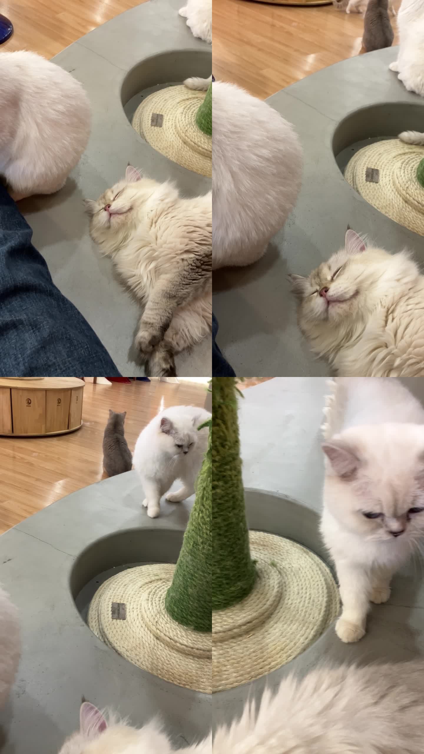 布偶猫咪睡觉特写竖屏