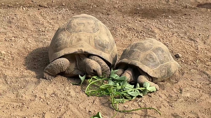 动物园科普基地大型乌龟象龟养殖实拍原素材