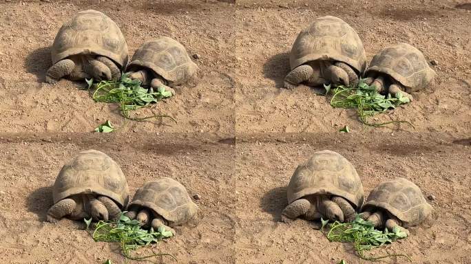 动物园科普基地大型乌龟象龟养殖实拍原素材