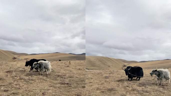 川西牦牛高原高清竖屏素材