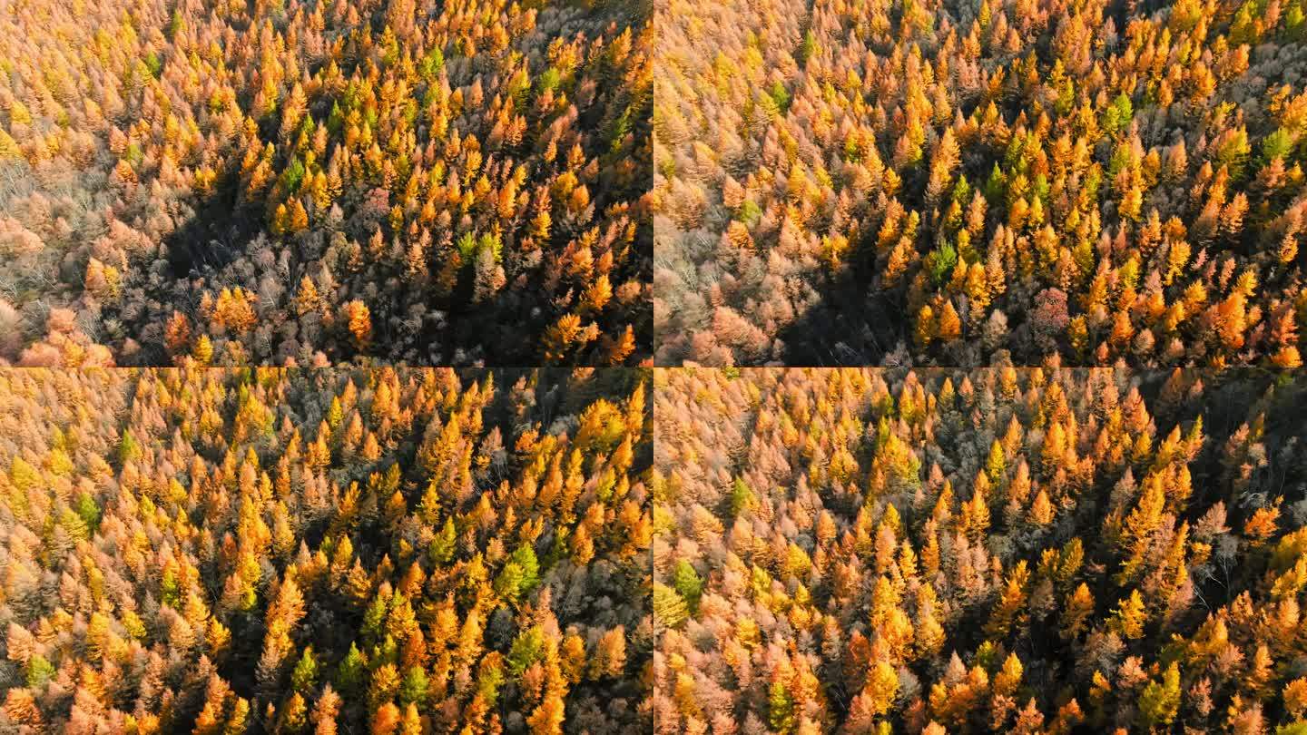 航拍秋天松林森林秋天