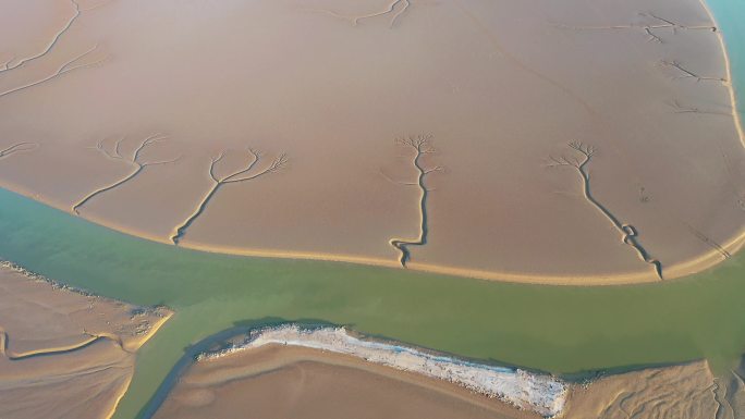 4K航拍河流入海处的大地之树