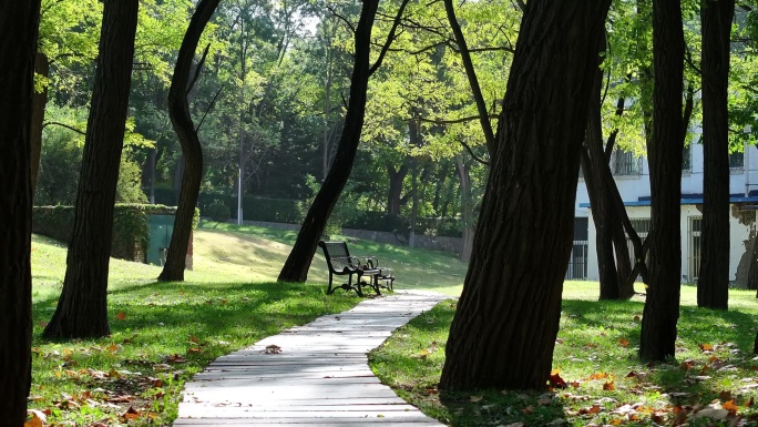 公园学校一把长椅秋天落叶飘落秋秋季唯美