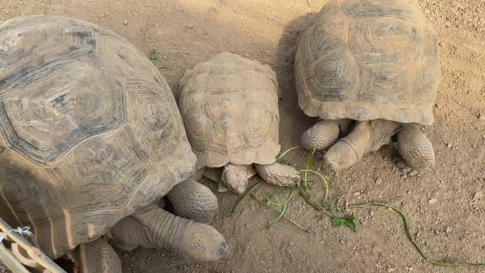 动物园科普基地大型濒危动物象龟乌龟实拍