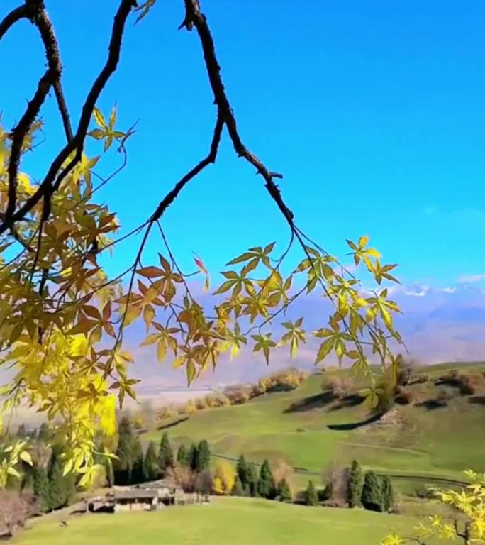 新疆古梨树美景